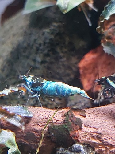 Crevettes caridina crystal red - crystal,
