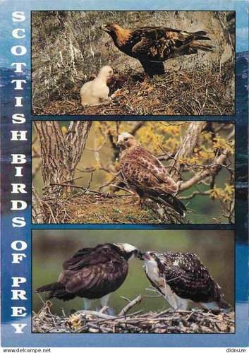 Carte postale animaux - postale,