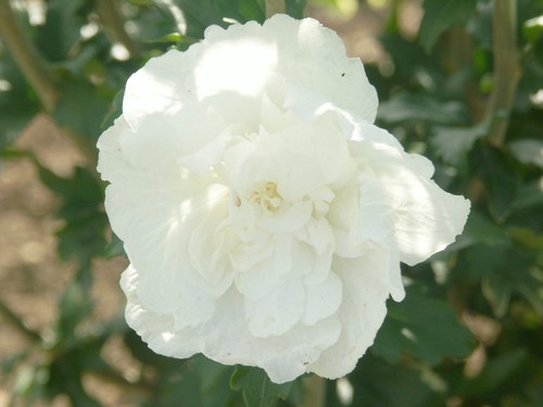 Althea fleurs blanches