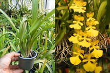 Nohawenkoa Alohi, orchidée