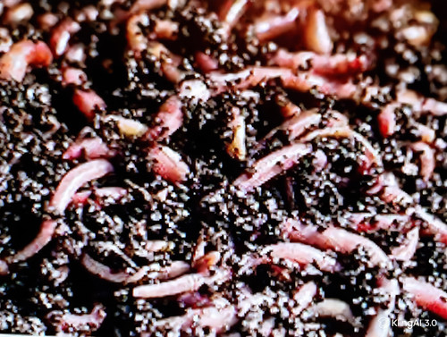 Lombrics vers de compost - ,