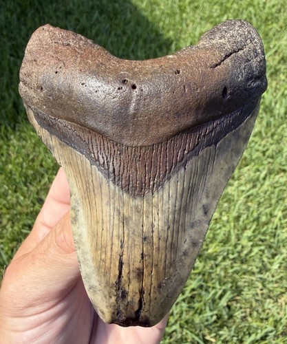 Natural megalodon - natural,