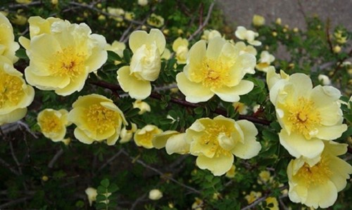 Rare graines rosier - rosier, jaune