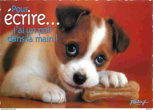 Carte postale animaux - -,