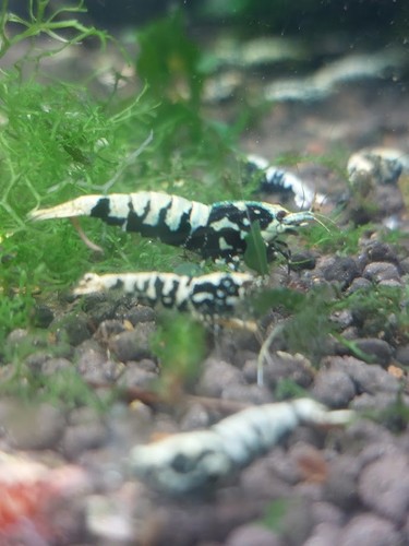 Crevettes caridina galaxy - crevettes,
