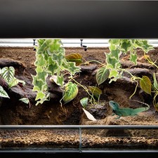  Ornement Paysager D'aquarium