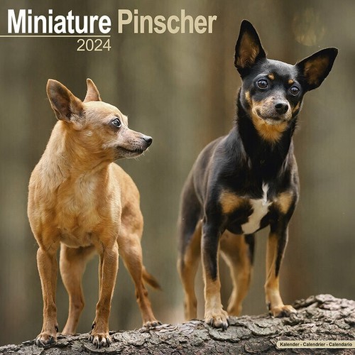 Calendrier 2024 pinscher - calendrier,