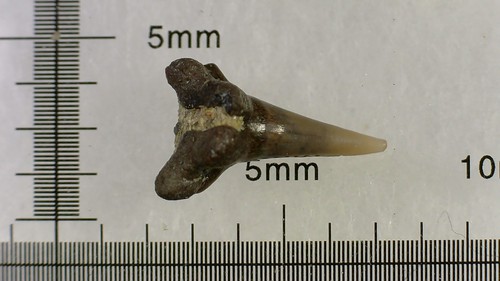 Shark tooth dent requin - -,