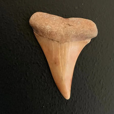 Carcharodon hastalis Extinct