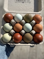 (NPIP) 12 BBS Copper Marans