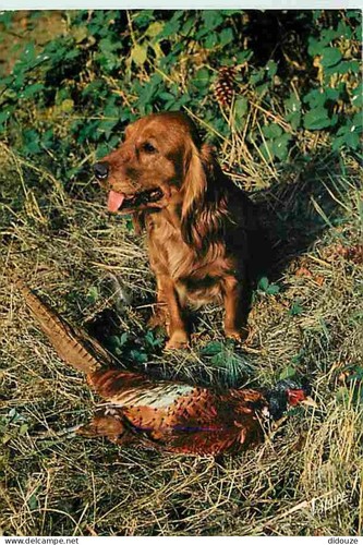 Carte postale animaux - postale,
