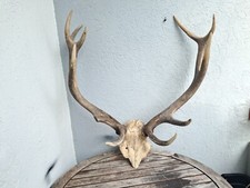 Massacre de cerf élaphe 