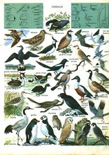 1967 Antique Birds Double Sided Book Board Document