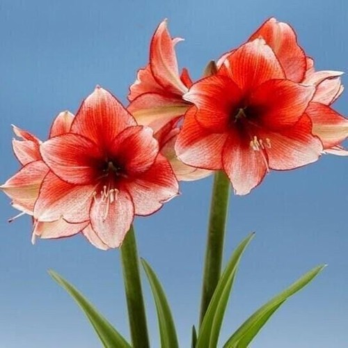Star dust jumbo amaryllis - jumbo,