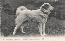CP SCENES AND TYPES OF THE PYRENEES MOUNTAIN DOG - 56375