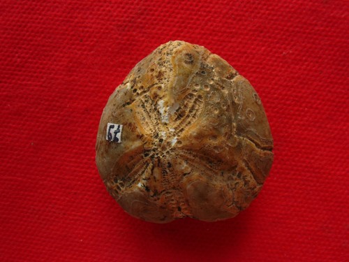 Oursin fossile silex du - oursin,