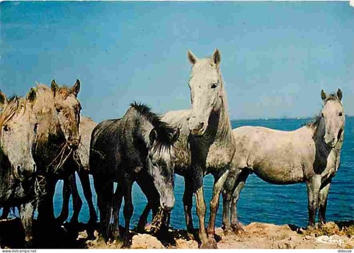 Carte postale animaux - postale,