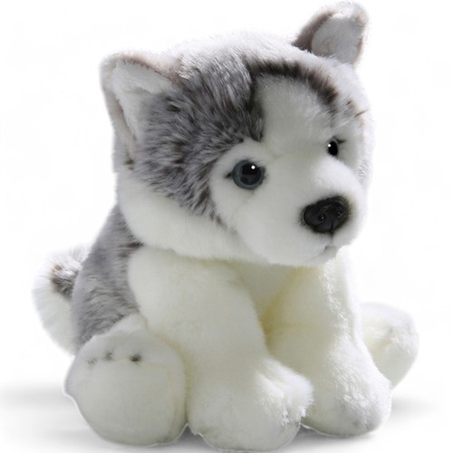 Carl dick husky chien chiot - dick,