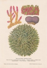 Lithographie Australienne Des