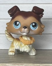 🌺Petshop chien Colley