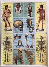 pedagogy board no. 86 skeleton human body Arnaud publisher 1957 VGC
