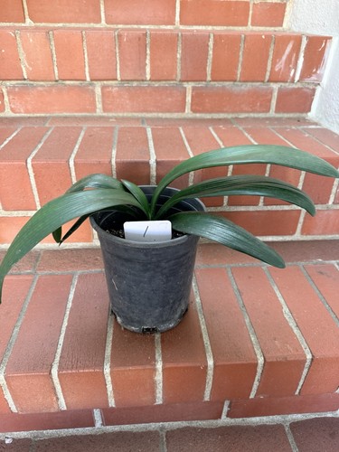 Leaves clivia miniata - 8+,