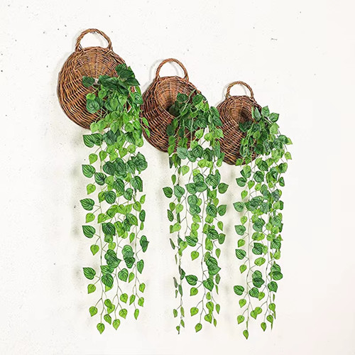 Plantes suspendues