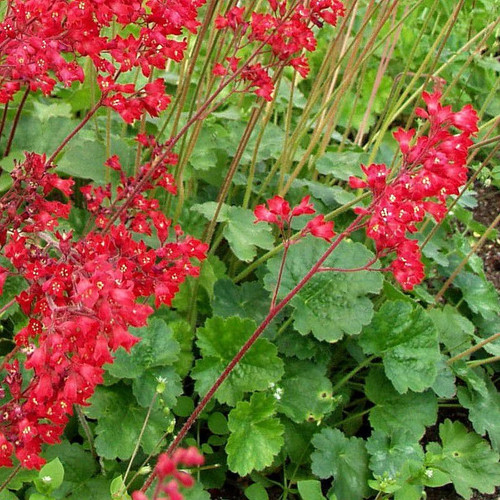 Heuchera leuchtkäfer - heuchera,