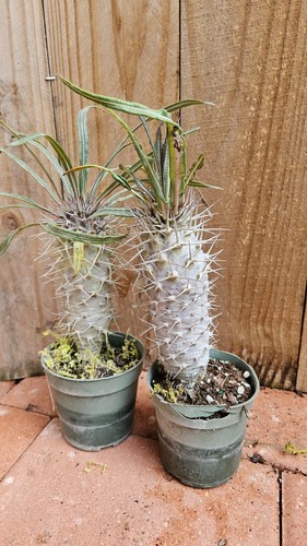 Live plant 1ft pachypodium - 1ft,