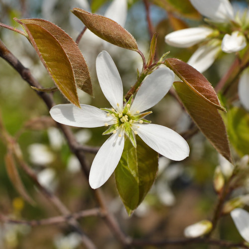 Amelanchier lamarckii 50 - amelanchier,