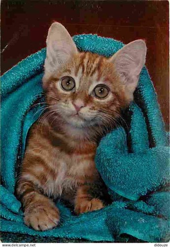 Carte postale animaux - postale,