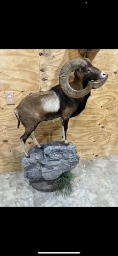 Mouflon life size - mouflon,