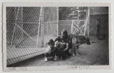 Woman child tennis puppy dog - old photo Aulnay 1939