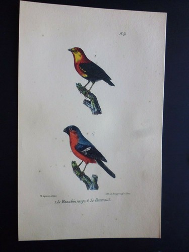Gravure couleur - , 19°