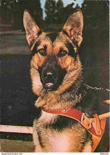 Postcard animals dogs - -,