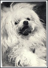 1969 Bichon Frise Maltese Dog