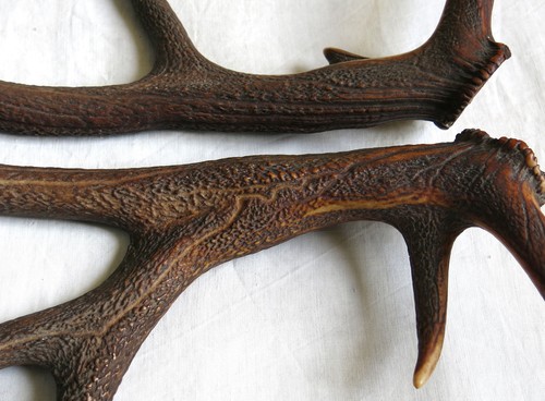 Bois cerf paire - bois, cerf,
