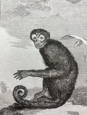 Singe Capucin Saï Sajou 1804