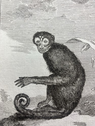 Singe capucin saï sajou 1804 - capucin,