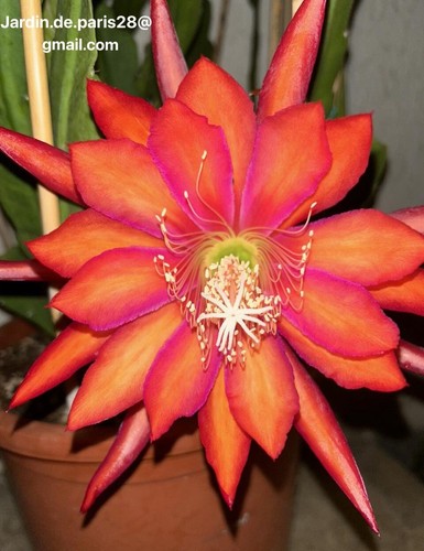 Epiphyllum coral dance - coral, dance-jeune