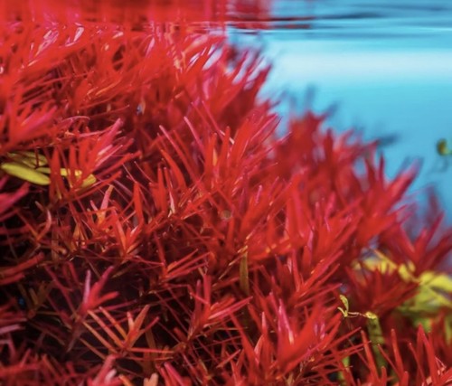 Promo lot plantes rouges d - promo,