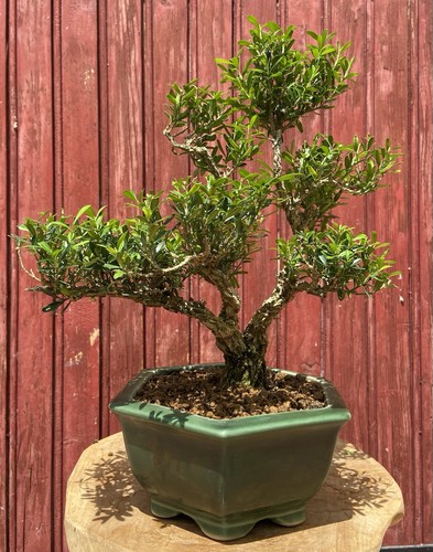 Bonsaï buis chinois buxus - bonsaÏ,