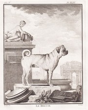 Bordeaux Dogue Chien Doguin