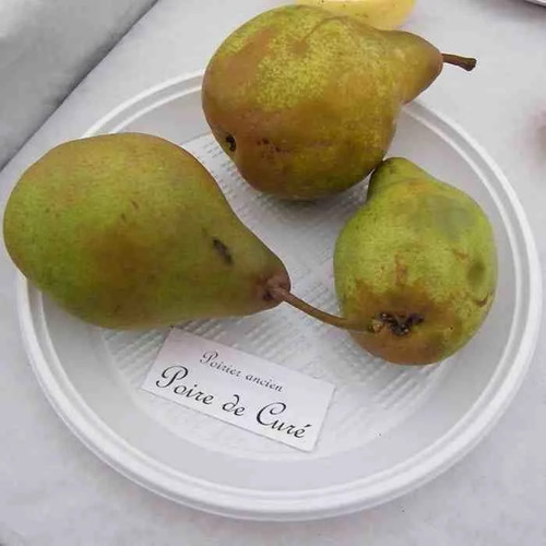 Poirier ancien poire - poirier, de