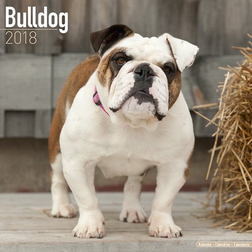 Calendrier 2018 bouledogue - calendrier,