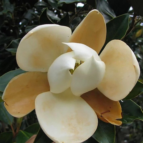 Magnolia grandiflora little - magnolia,