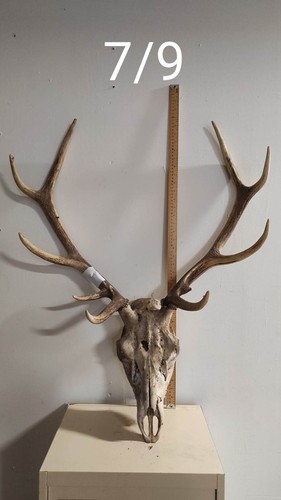 Massacre bois cerf - bois,