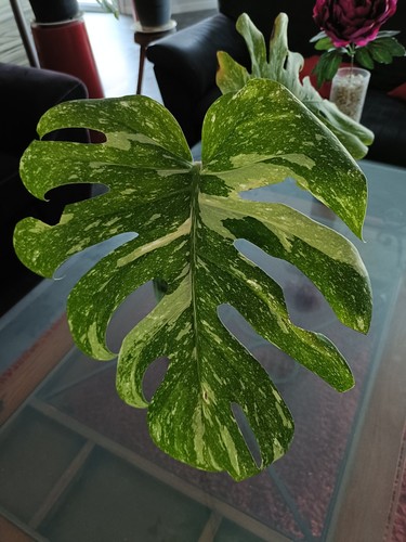 Monstera thai constellation - monstera,