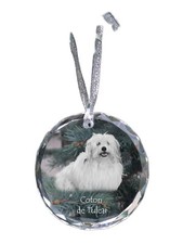 Coton de Tulear Chien En Perle