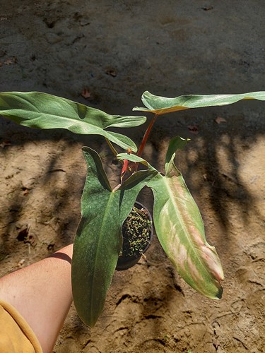 Philodendron atabapoense - , –